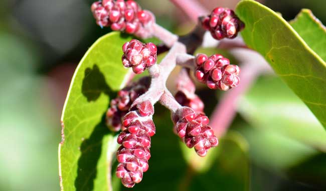Sugar Sumac fruit is a drupe, pretty red berries, often sticky. The plants bloom from March to April or later across its small geographic range.  Rhus ovata 